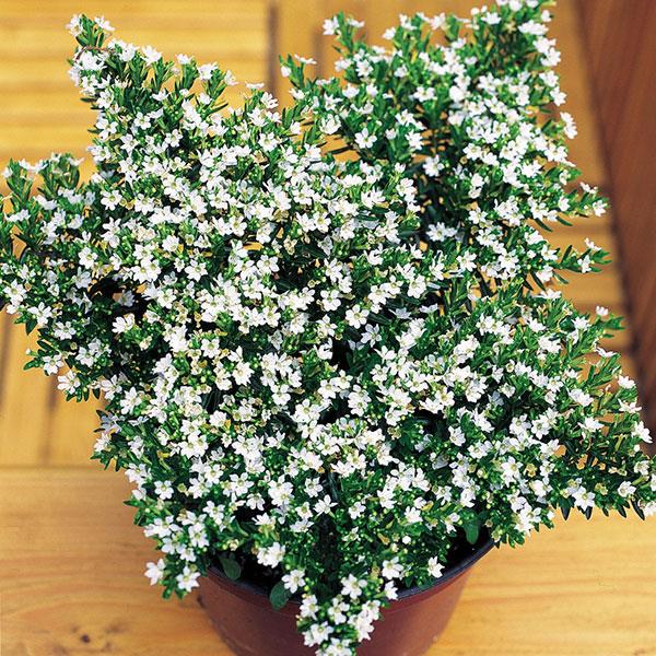 Cuphea hyssopifolia White